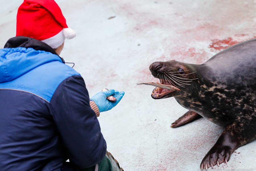 Сюрпризы для зверей: в зоопарке поздравили животных с Новым годом (фото)