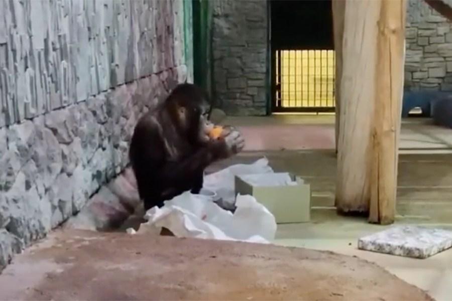 Скриншот видео Калининградского зоопарка