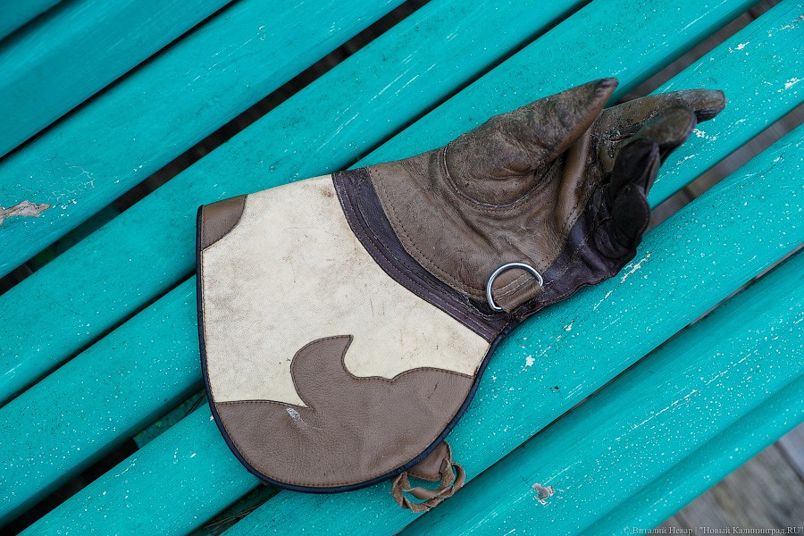 Пятеро местных и один залетный: на Куршской косе выпустили на волю канюков (фото)