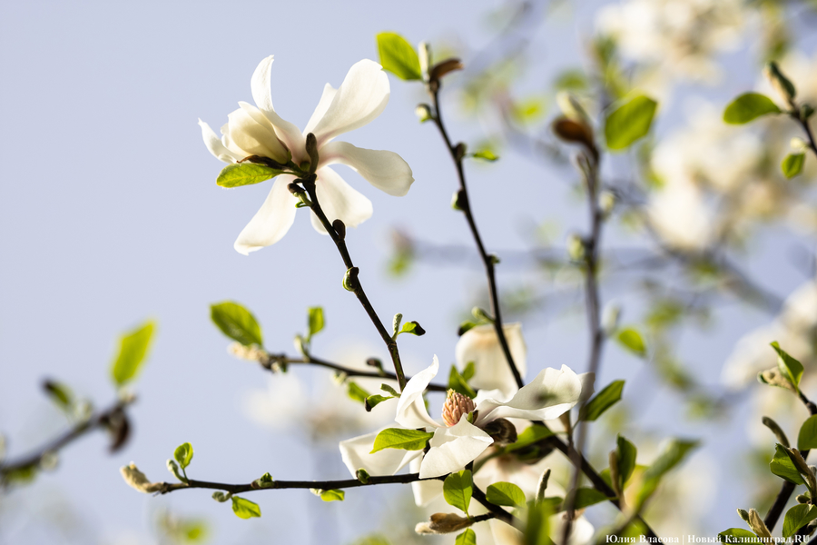 Солнечное похолодание: погода в Калининградской области 21 апреля