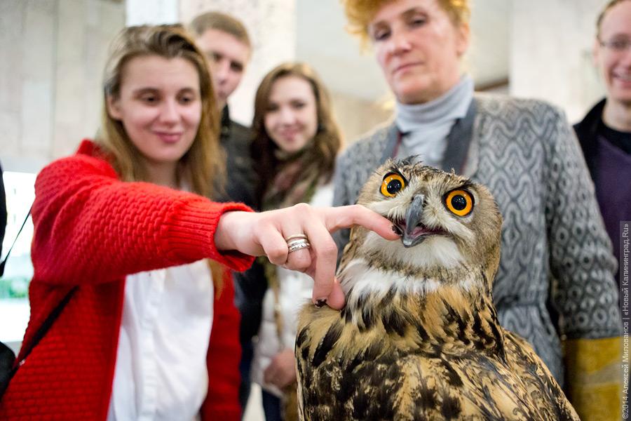 «Здесь можно провалиться»: как прошла «Музейная ночь» в Калининграде