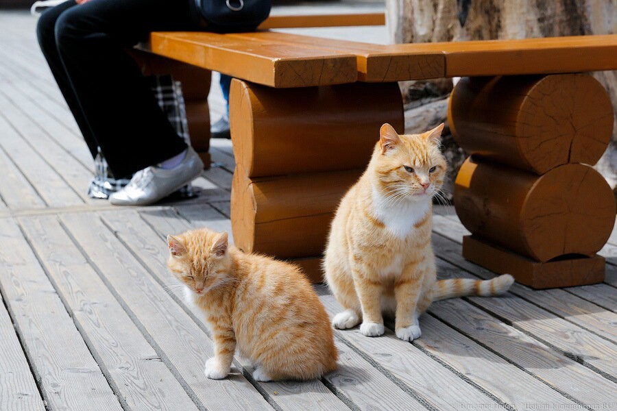 Зеленоградский котошеф отправит подарки японским котам, которых не пускают в музеи