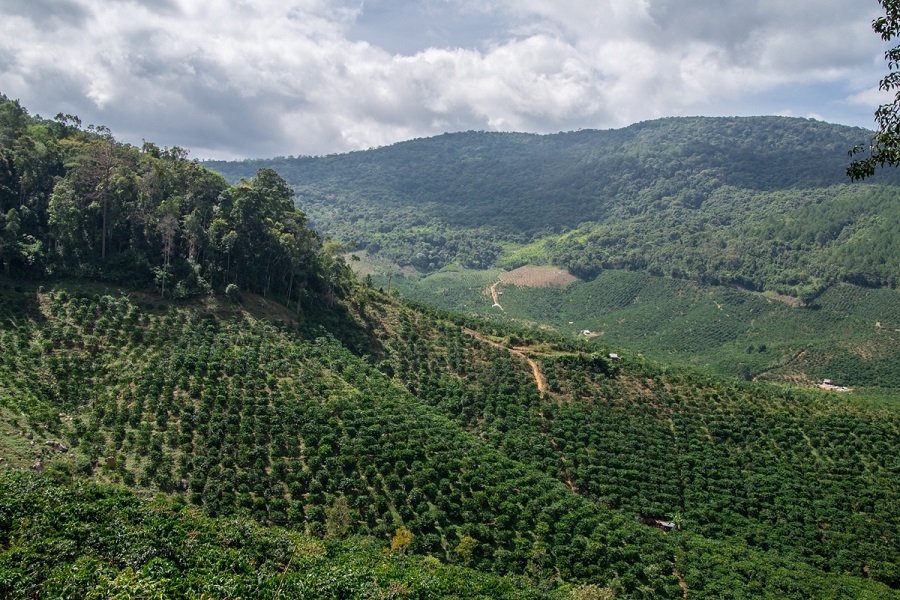 Один из самых дорогих кофе — лювак — теперь можно заказать в Калининграде