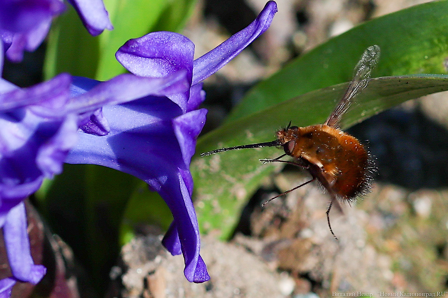 Тот, кто любит цветы: в Калининграде цветёт Ботанический сад (фото)