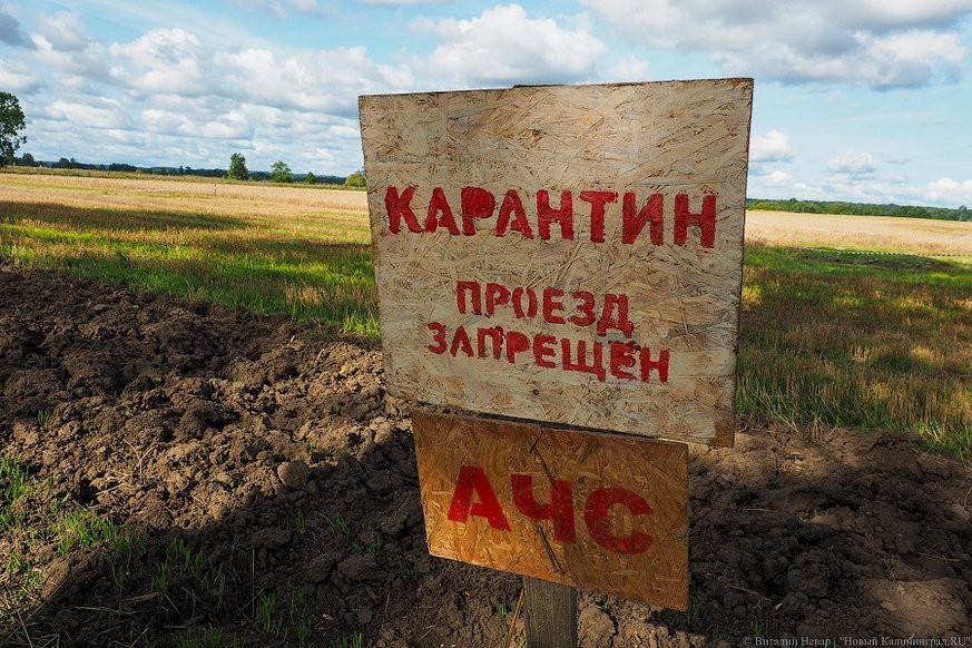 С момента вспышки АЧС в Калининградской области уничтожили 130 тыс. свиней
