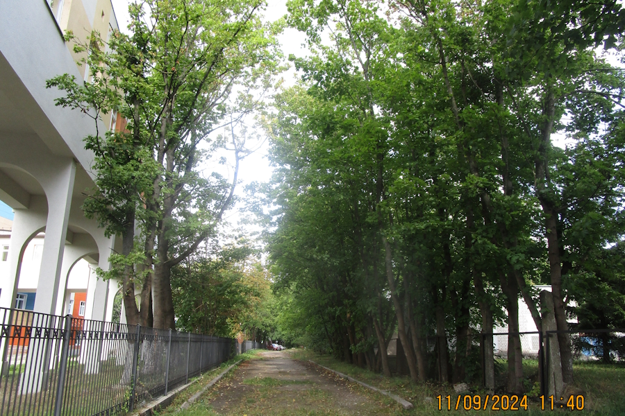 Под парковку у Детской областной больницы разрешили вырубить 153 дерева (фото)