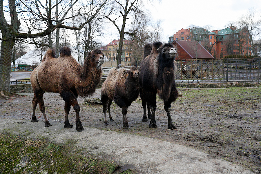 Подарки для зверей: как животных в зоопарке с Новым Годом поздравляли (фото)