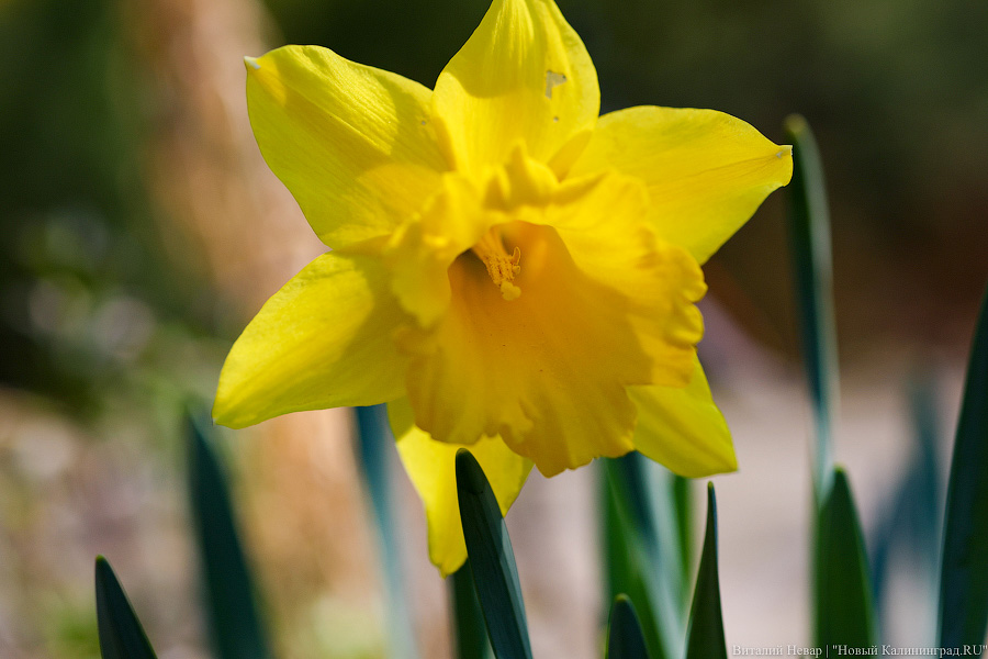 Тот, кто любит цветы: в Калининграде цветёт Ботанический сад (фото)
