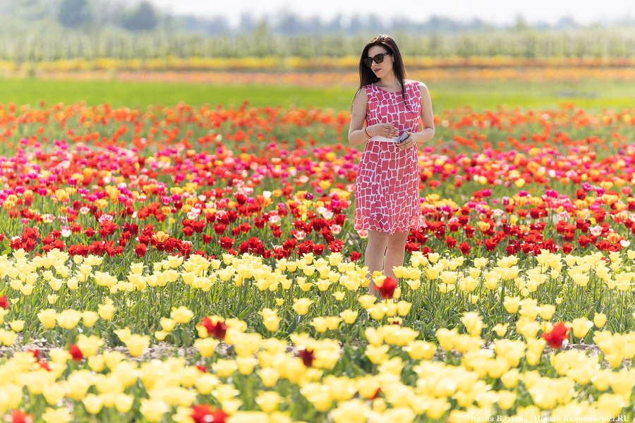 Представитель «Калинково»: цену на срезанные тюльпаны снижать пока не будут