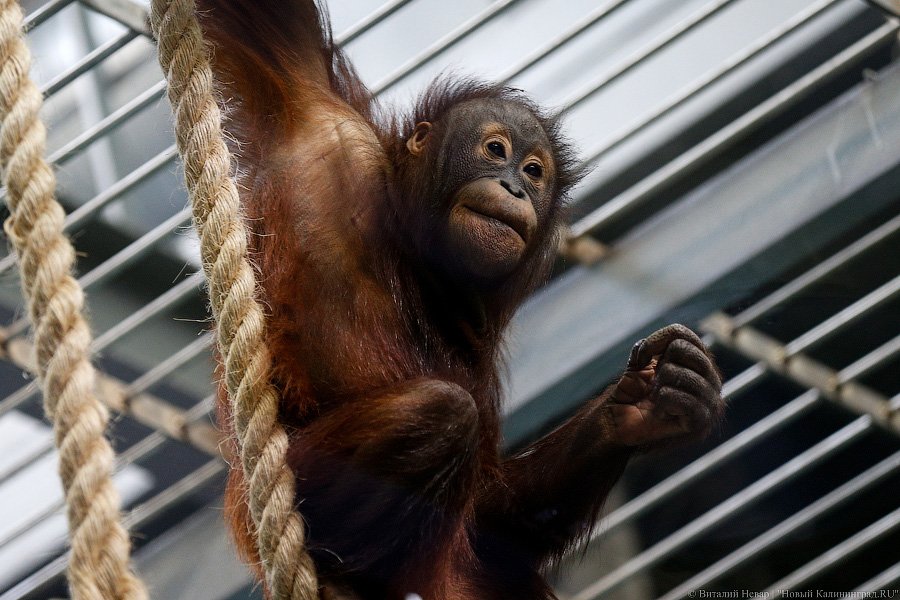 Варяг из Дании: в Калининградском зоопарке поселился орангутан Бенджамин