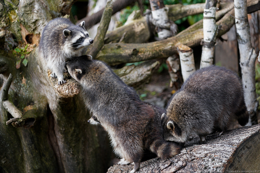 Вот компания какая: Калининградский зоопарк открыл все павильоны для посетителей