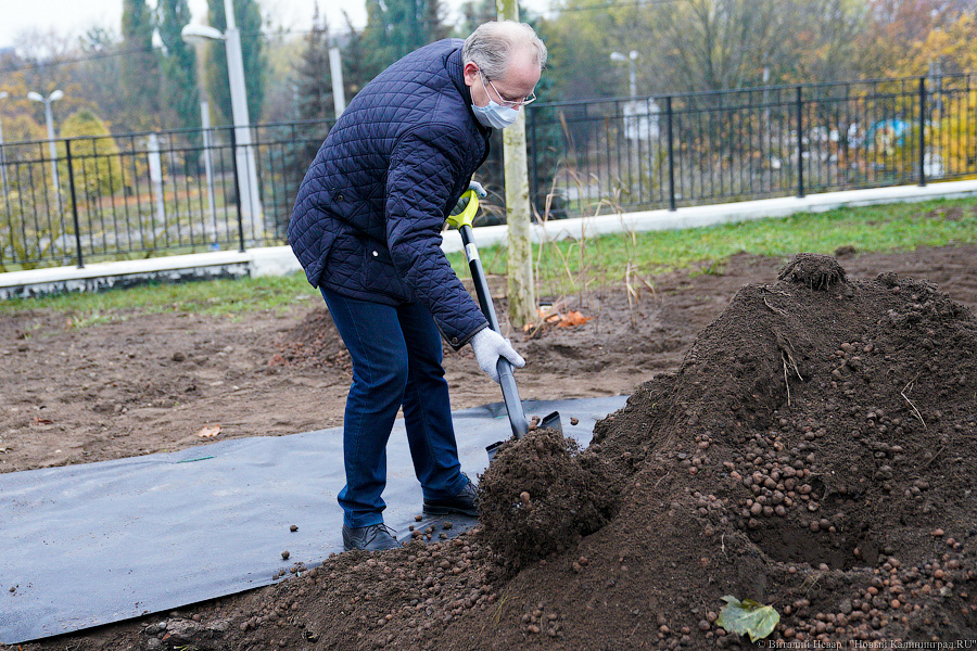 «Платанические» отношения: чиновники и бизнесмены посадили аллею у Дома Советов (фото)