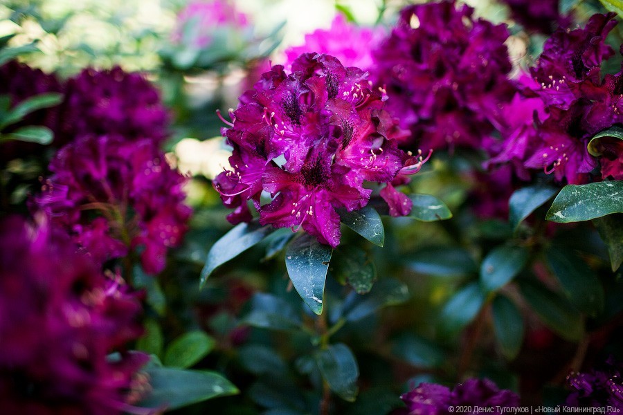 Розовое цветение: Ботанический сад открылся для посетителей (фото)