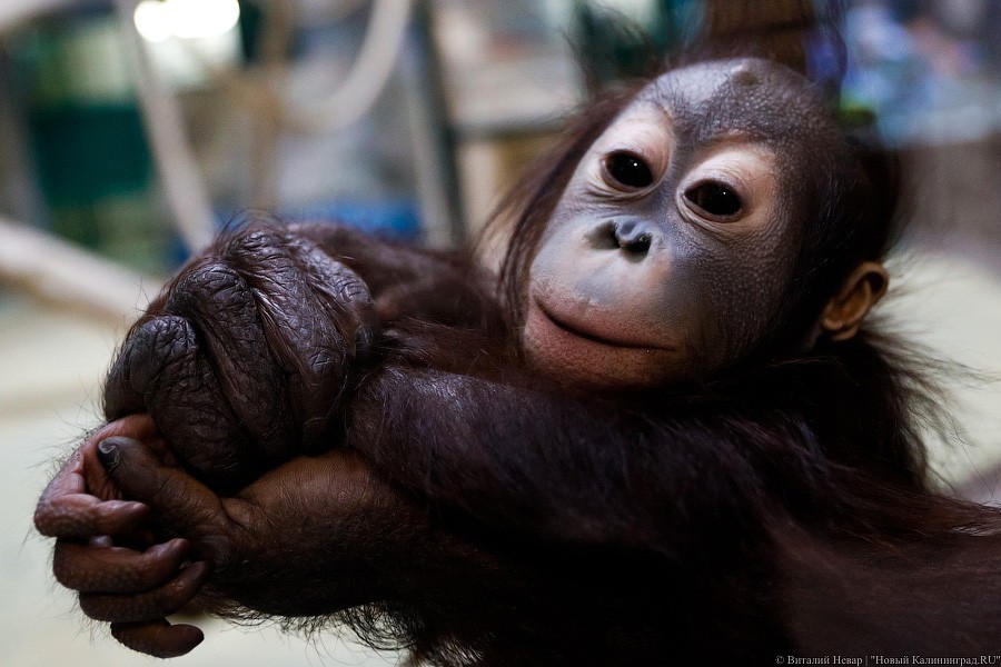 Хвать маму за шёрстку: как маленький орангутан Оле учится ходить в зоопарке