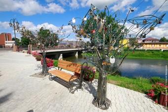 В Зеленоградске спилили «дерево любви»