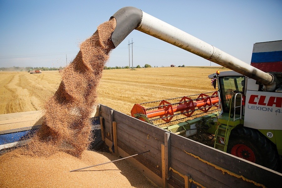 В Светлом сельхозкомпания судится с владельцем животных, вытоптавших пшеницу