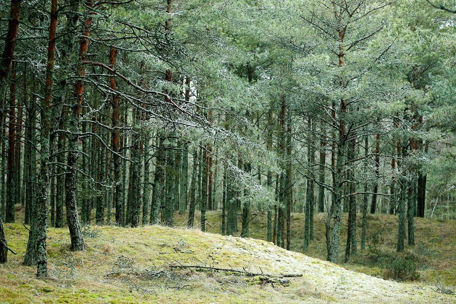 С начала грибного сезона из калининградских лесов вывели 87 грибников 