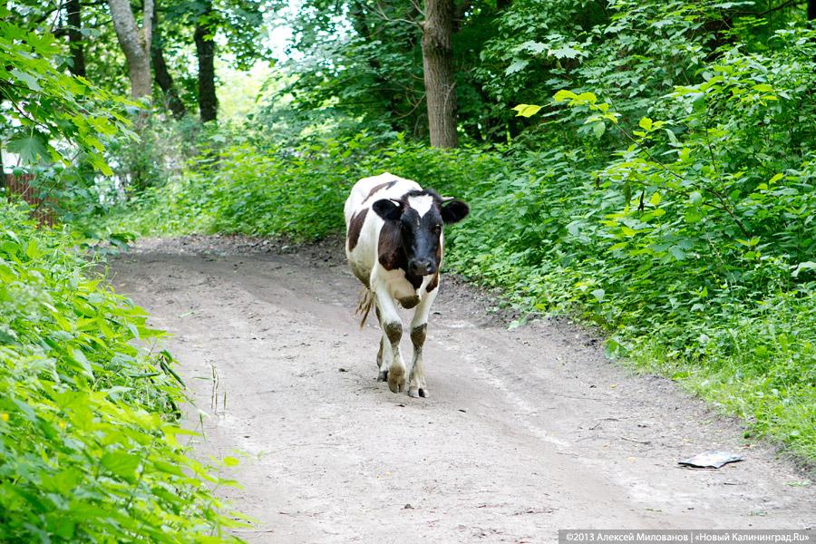 Фото — Алексей Милованов, «Новый Калининград.Ru»