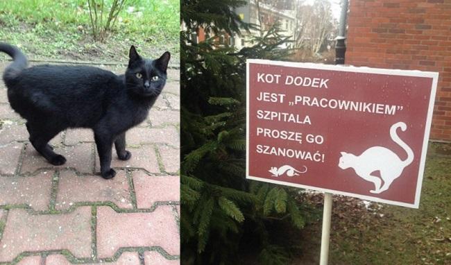 В польской больнице взяли на работу кота, названного в честь умершего врача (фото)