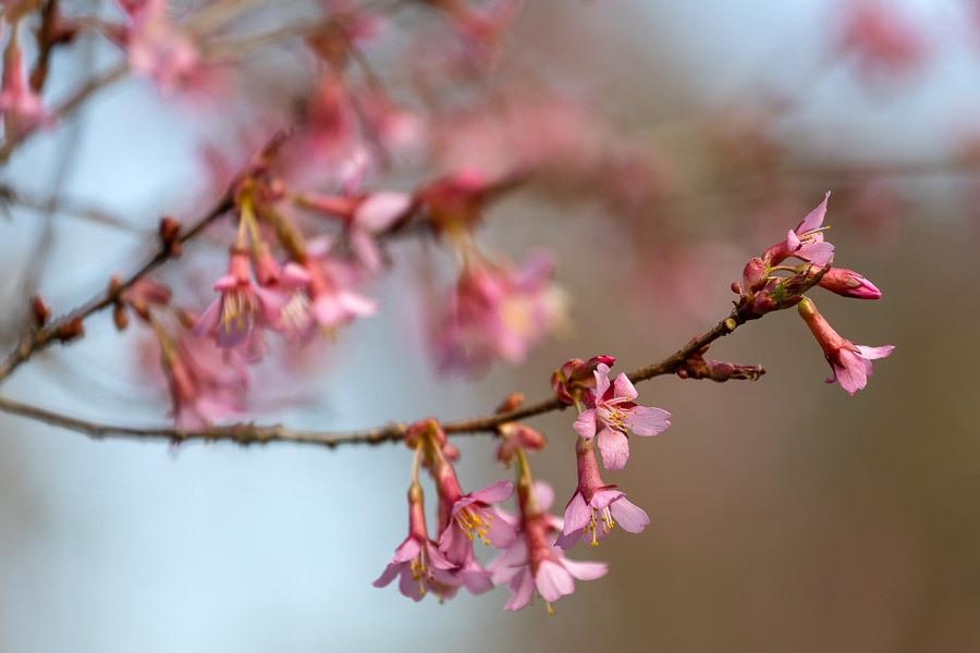 Весна в городе: посмотрите, как зацвёл Ботанический сад (фото)