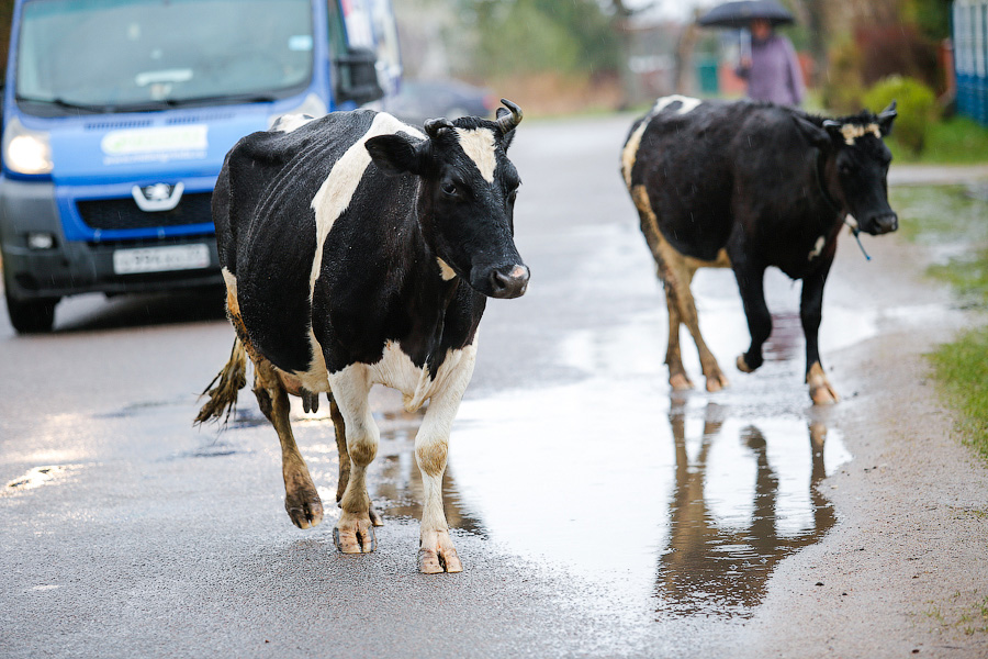 Неманского скотовода подозревают в кражах скота