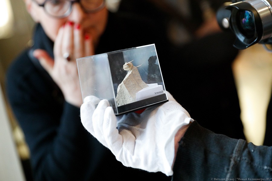 Облако планктона: в Музее Мирового океана готовят выставку актуального искусства