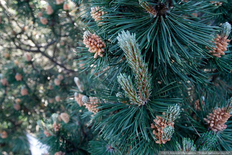 "Самая зеленая зона": фоторепортаж "Нового Калининграда.Ru"