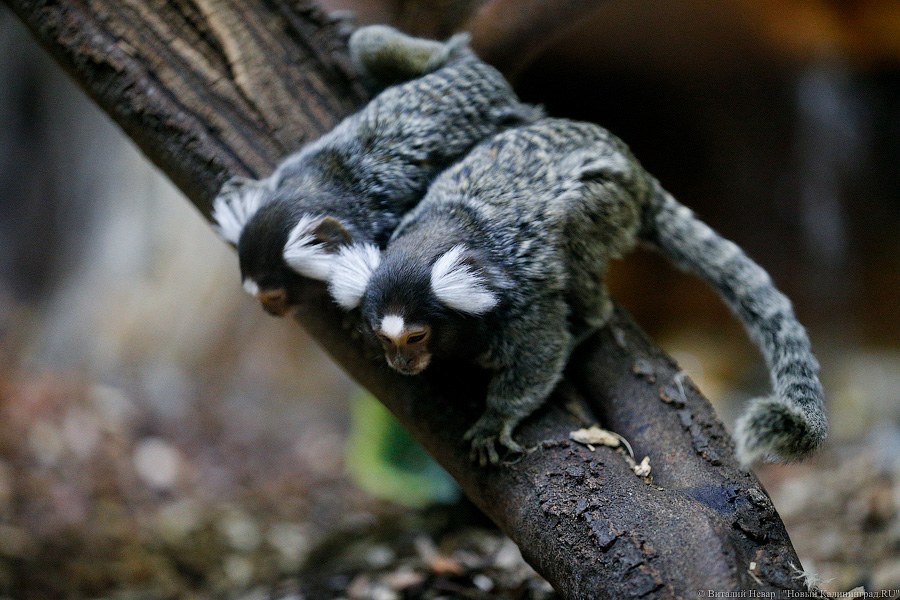 Само очарование: «фотосессия» семейства игрунок в Калининградском зоопарке 