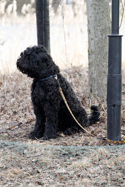 «Главные по тарелочкам»: фоторепортаж с соревнований по дог-фрисби