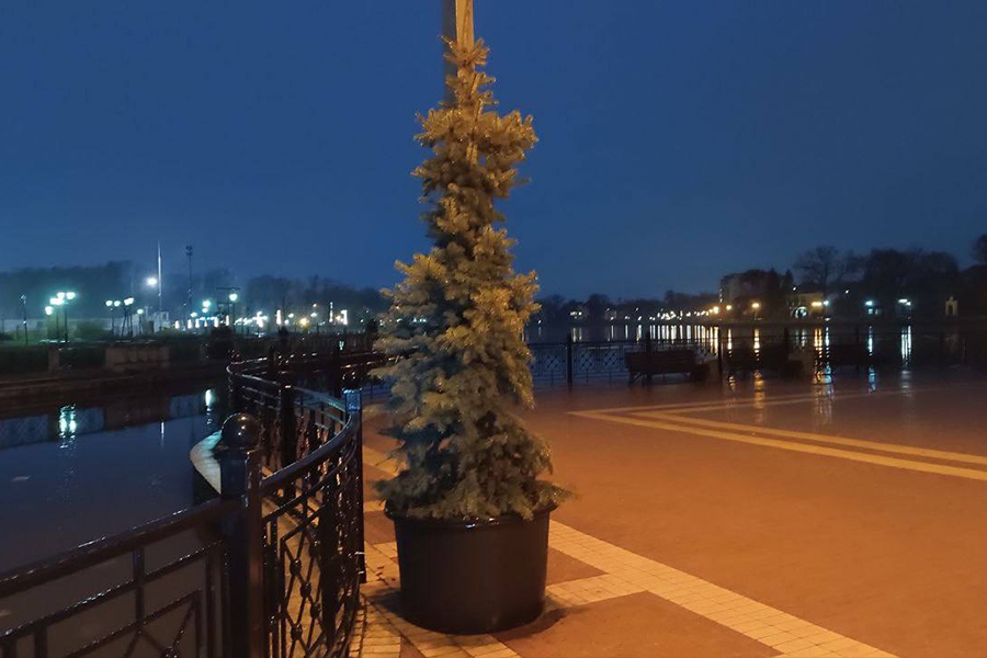 Власти определили места посадки елей, купленных в Калининграде на Новый год