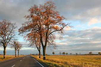 ГИБДД: придорожные деревья необходимо спиливать