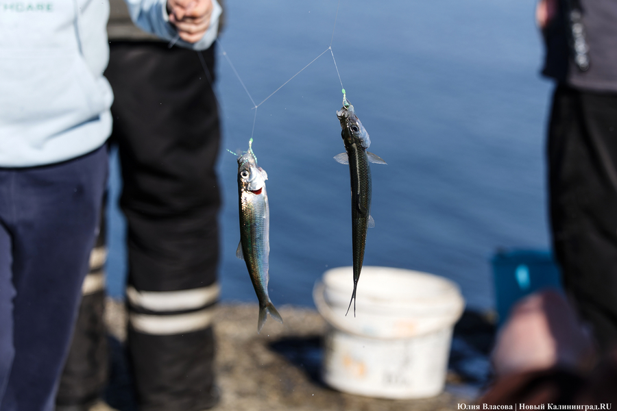 По несколько рыбин за раз: в Балтийске начался массовый лов салаки
