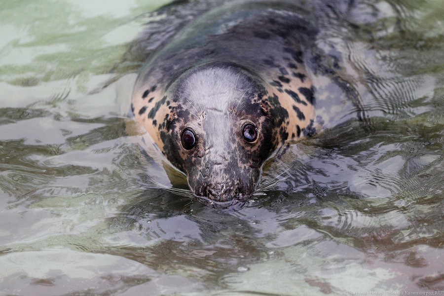 Сюрпризы для зверей: в зоопарке поздравили животных с Новым годом (фото)
