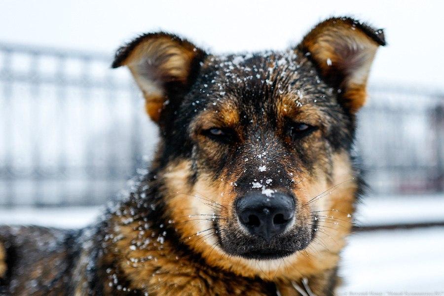 Небольшой «плюс» и дождь со снегом: калининградцам обещают прохладную неделю