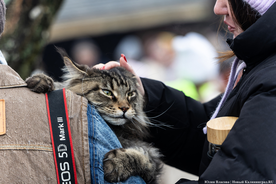 Блины, пляски и огонь: как отпраздновали Масленицу в поселении викингов «Кауп»