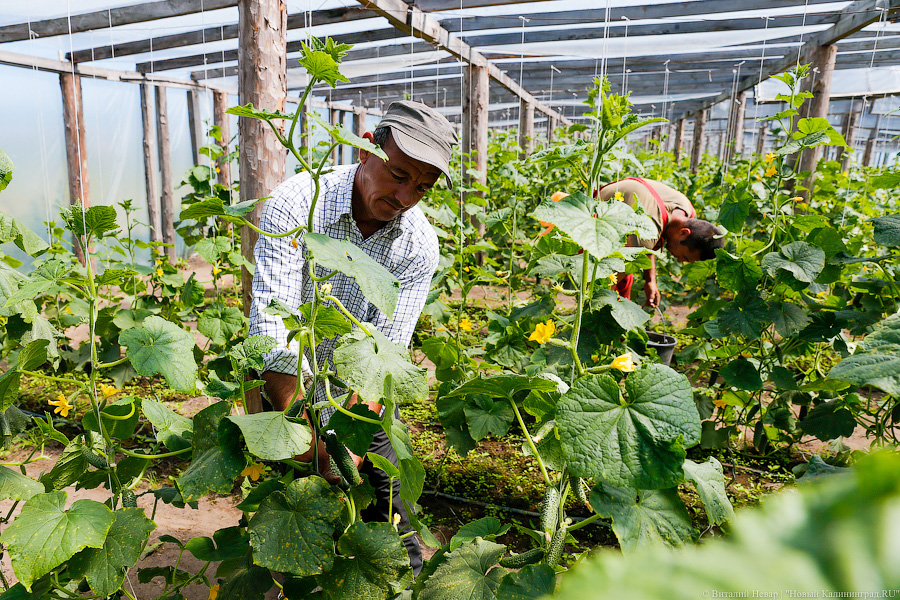 Минсельхоз — о ценах на калининградские овощи: «Солнышко не светит круглый год»