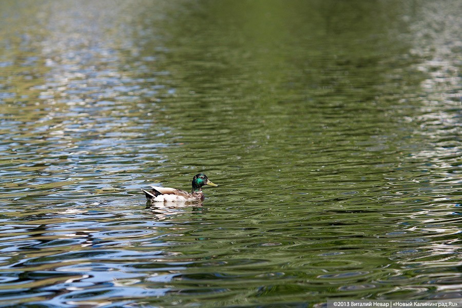 Заливатский: границы карьера в Синявино надо устанавливать заново