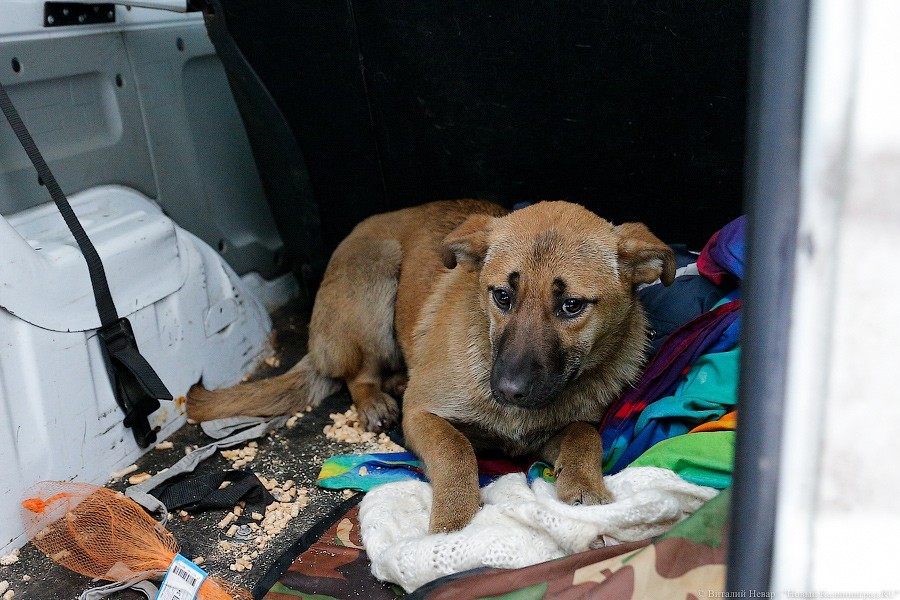 Фото — Виталий Невар, «Новый Калининград»