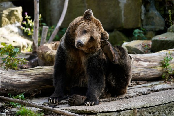 Пришёл, увидел, поломал: в Калининградском зоопарке показали, как медведи катают тыкву (видео)