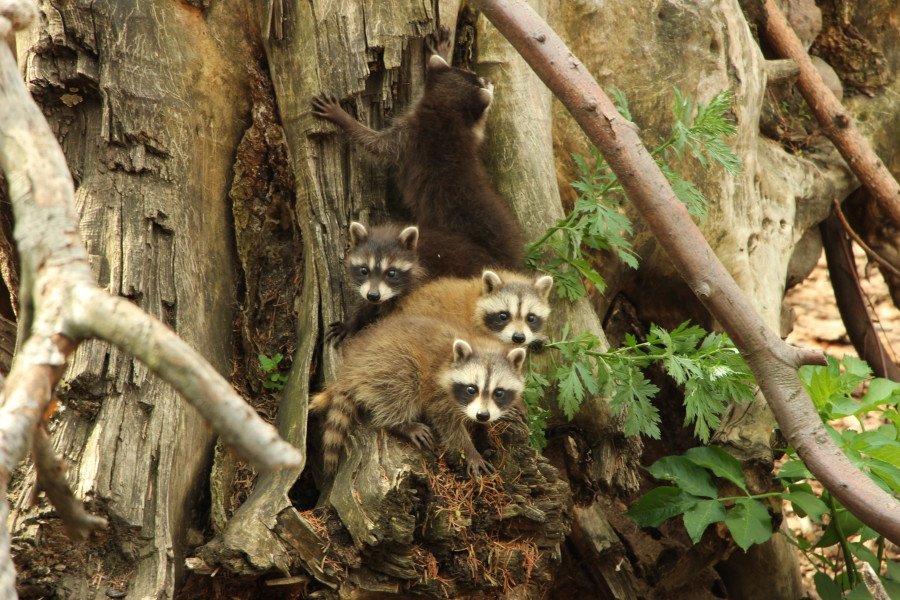 Фото пресс-службы зоопарка