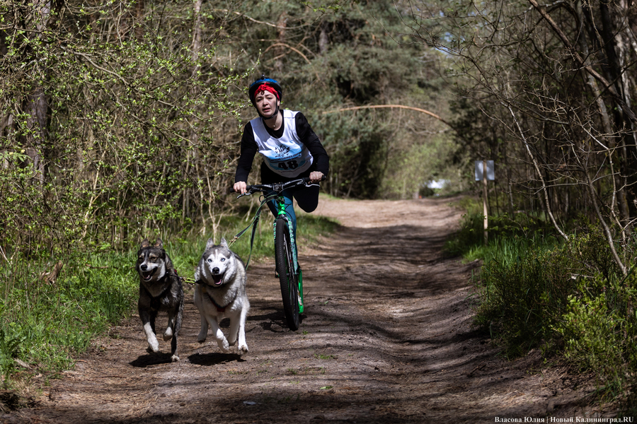 Совсем не Джек Лондон: как калининградцы с питомцами соревновались в ездовом спорте (фото)