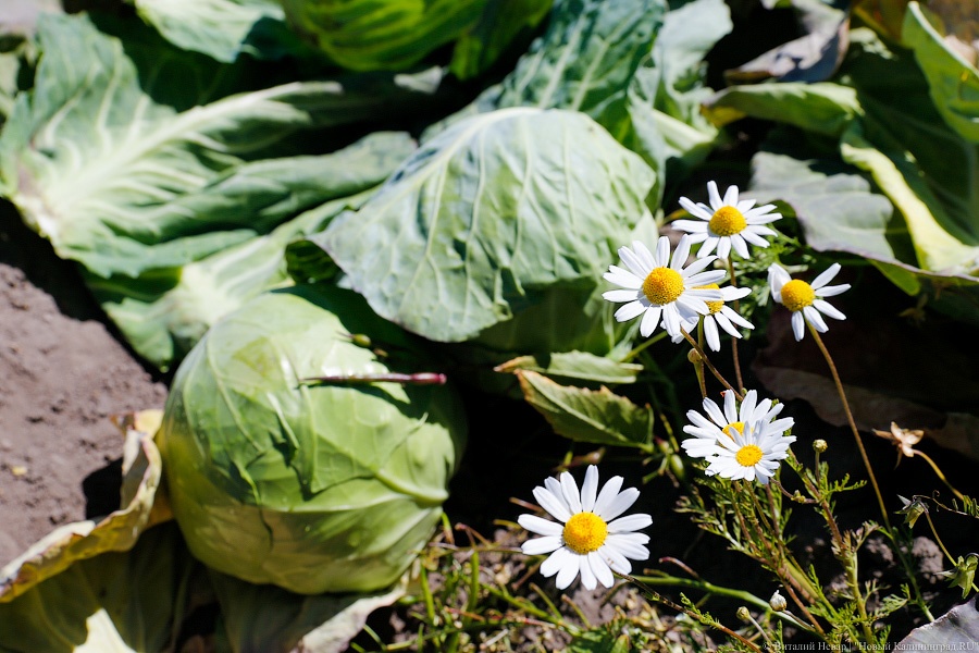 Президент подписал закон, регулирующий вопросы огородничества