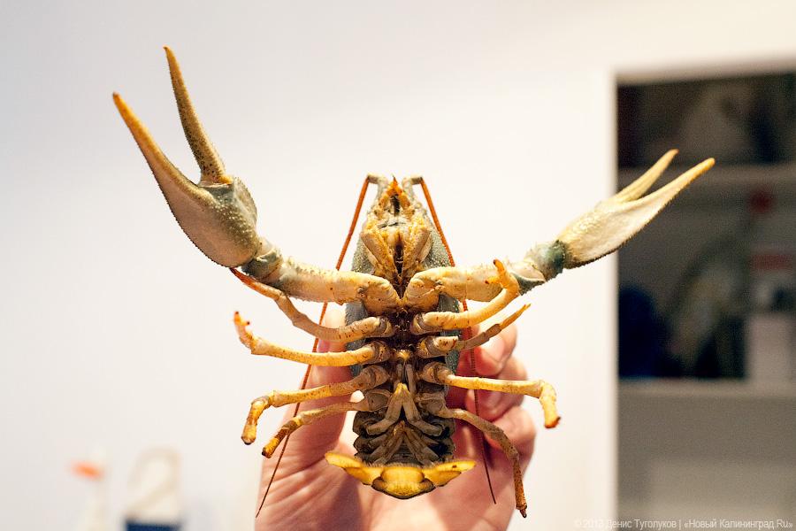 Где раки зимуют: владелец рачевни «Поплавок» Виталий Лозинский