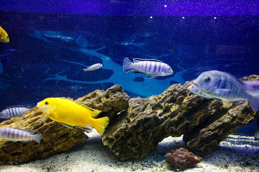 Baby Shark: в Музее Мирового океана родились «акулята-котята» (фото)