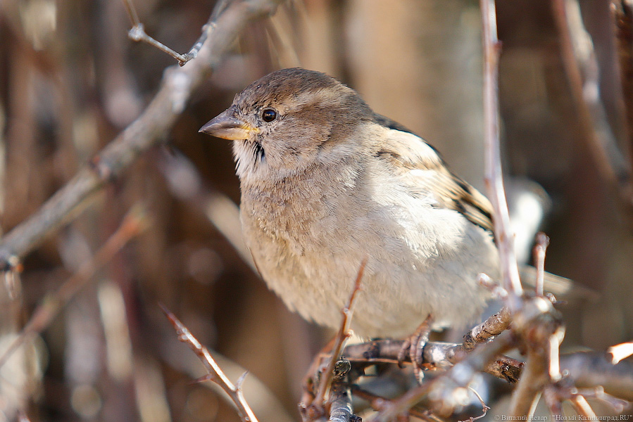 Росприроднадзор: в Зеленоградске птицы насмерть разбиваются о прозрачный забор