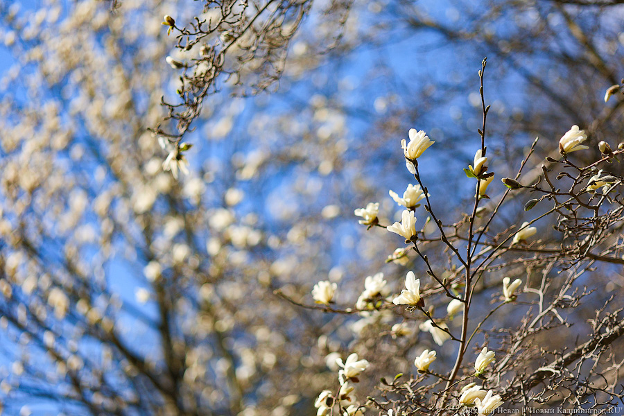 Тот, кто любит цветы: в Калининграде цветёт Ботанический сад (фото)