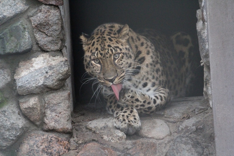 Фото: сайт Калининградского зоопарка