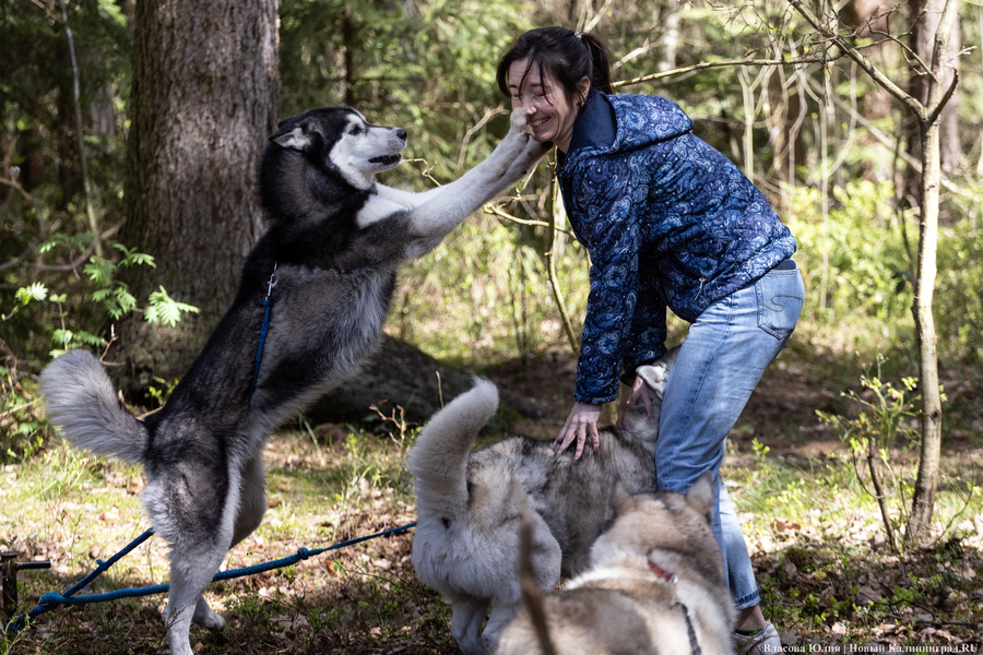 Совсем не Джек Лондон: как калининградцы с питомцами соревновались в ездовом спорте (фото)