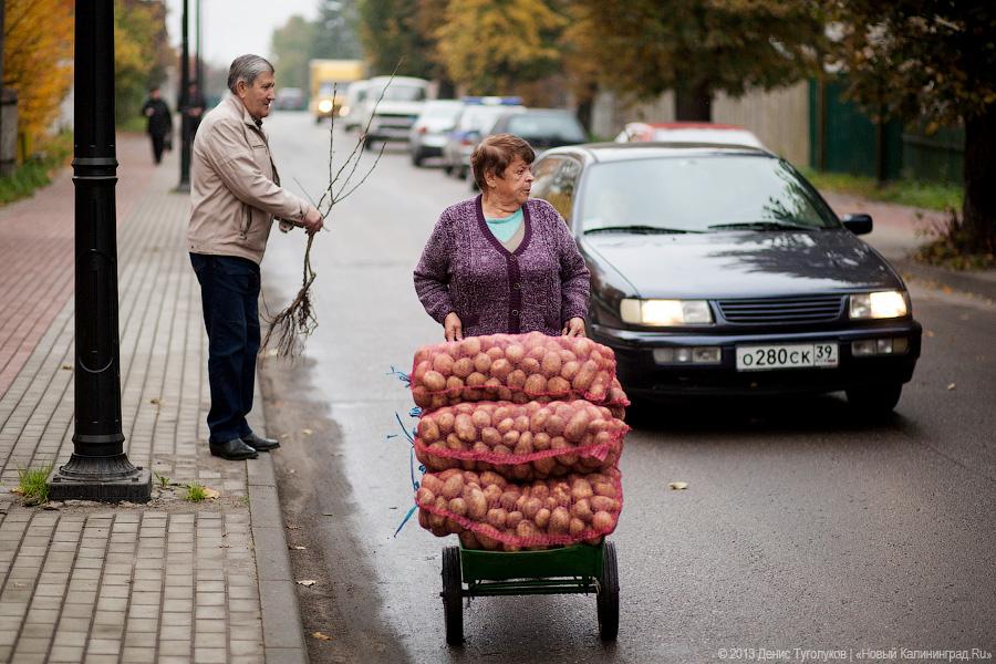 Вершки и корешки: как в Полесске отметили День картошки