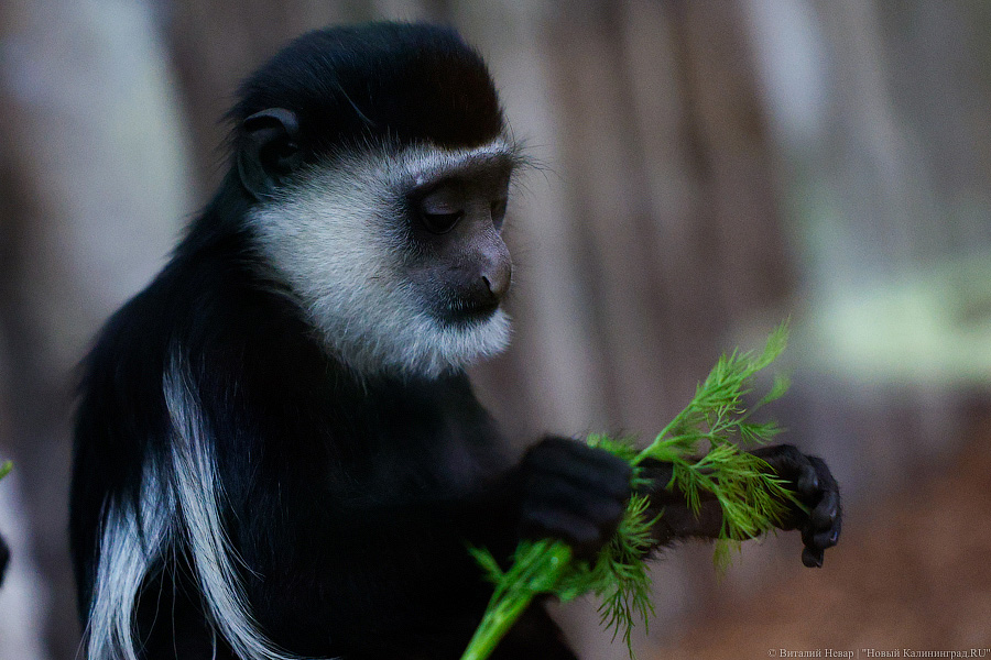 Детки Годзиллы: в Калининградском зоопарке родились колобусы (фото)